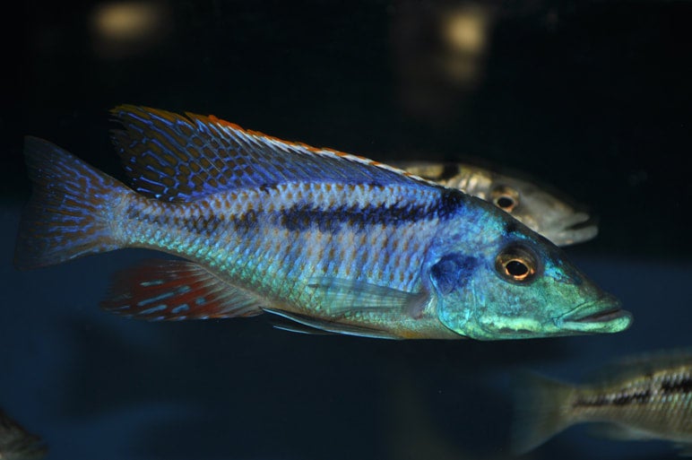 Lichnochromis Acuticeps Malawi Gar The Cichlid Shack