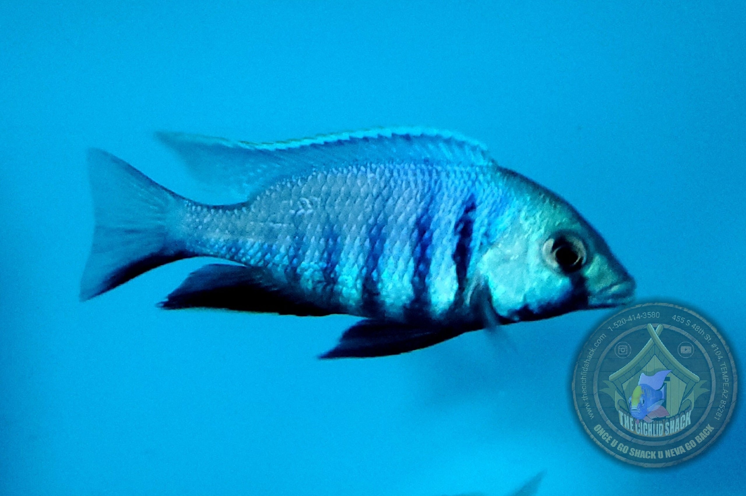 Placidochromis Electra “Deep Water Hap” | The Cichlid Shack