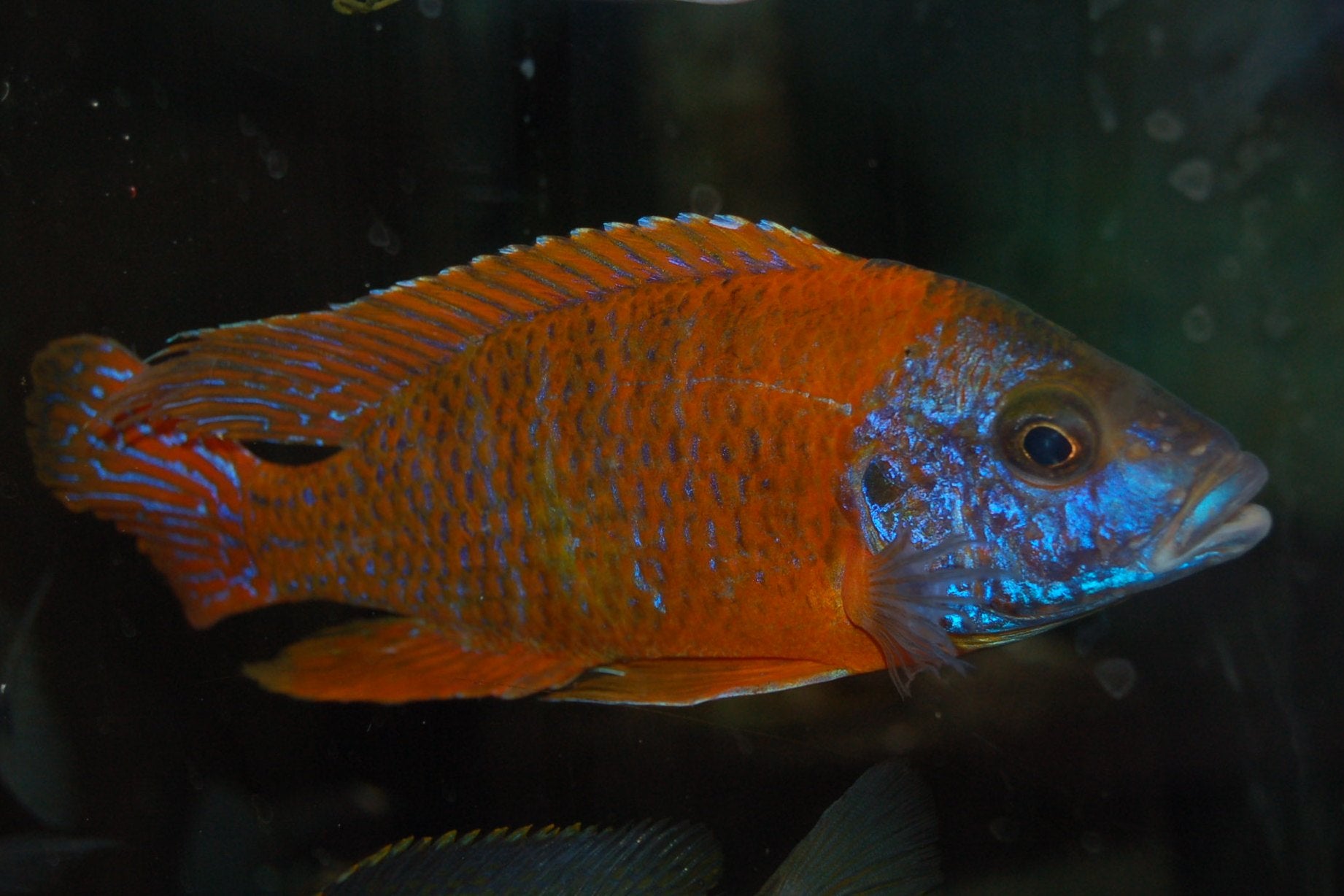 German Red Peacock | The Cichlid Shack